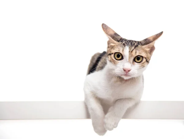 Kameraya Bakan Genç Bir Kedi — Stok fotoğraf