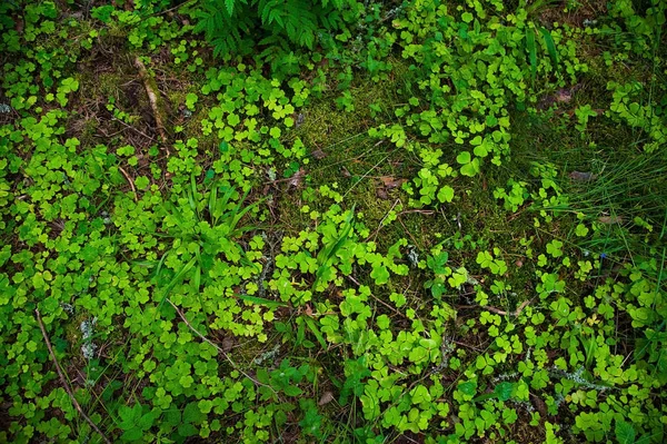 Skogsmarken Med Gräs Uppifrån Skogen Marken Med Växter — Stockfoto