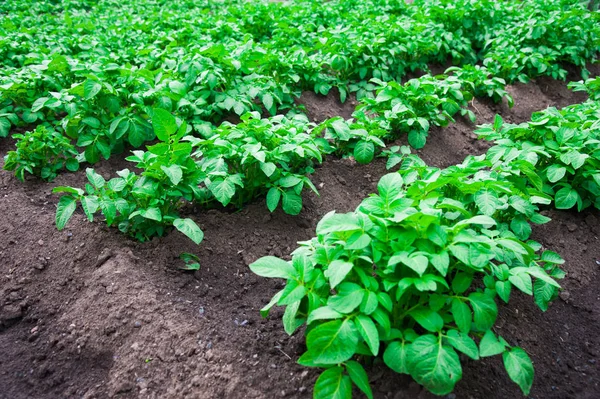 Potato Plants Rows Potato Field Summer — Stock Photo, Image