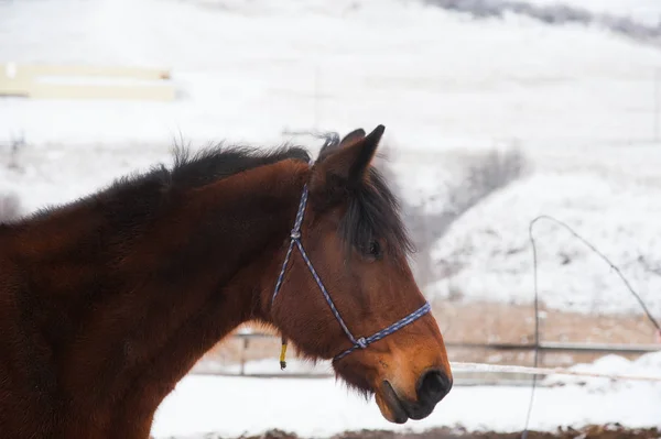 Paard Winter Mooie Western Paard Met Sneeuw — Stockfoto