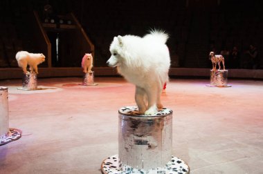 Sirkteki köpek. Sirk arenasında şirin beyaz bir köpek