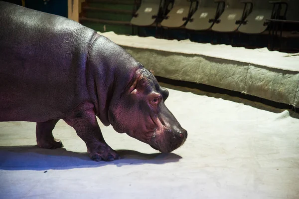 Hippopotamus in the circus. Circus hippopotamus during show