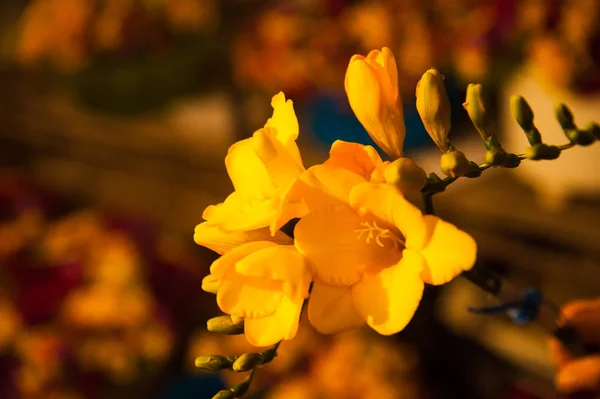 Invernadero Con Una Variedad Plantas Flores —  Fotos de Stock