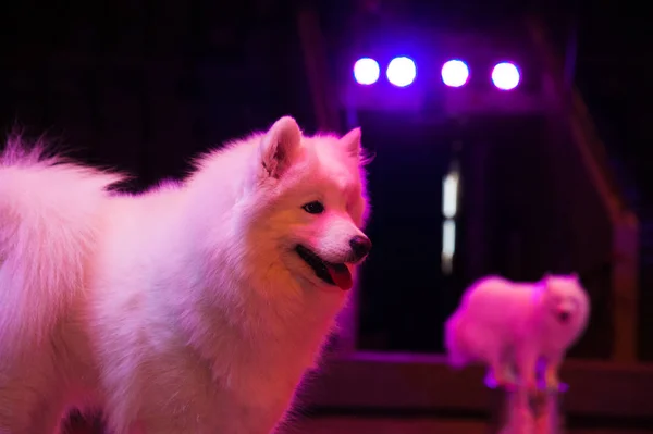 Dog in the circus. A cute white dog in the circus arena