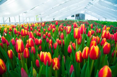 İlkbahar lale tarlası sahnesi. Tarım sektörü sera tohumu baharı.