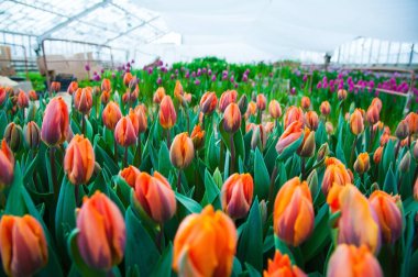 İlkbahar lale tarlası sahnesi. Tarım sektörü sera tohumu baharı.