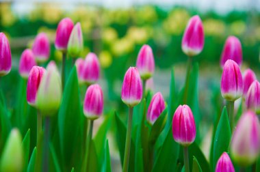 İlkbahar lale tarlası sahnesi. Tarım sektörü sera tohumu baharı.