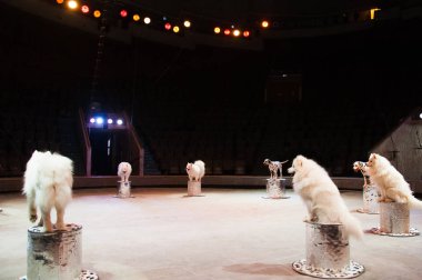 Sirkteki köpek. Sirk arenasında şirin beyaz bir köpek