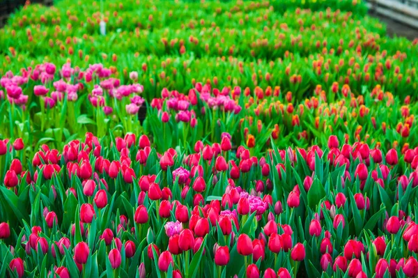 Весняна Сцена Тюльпанного Поля Агробізнес Весна Розсади Теплиць — стокове фото