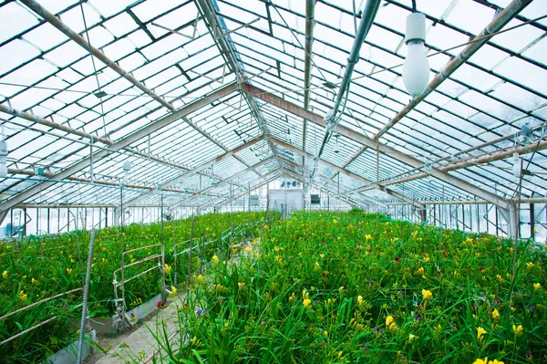 Kas Met Een Verscheidenheid Aan Planten Bloemen — Stockfoto