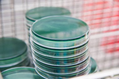 Mikrobiyoloji laboratuvarında biyoloji örnekleriyle çalışma masası.