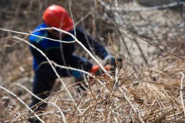 Ağaç gövdesi içine büyük testere kesme ile felling ağaç