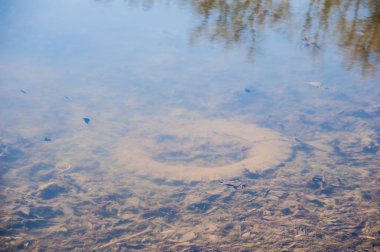 Nehrin kıyısında plastik şişeler ve çöp atıkları.