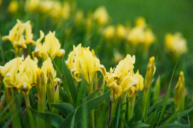 Güzel bahar çiçeği. Vahşi irisler çiçek açıyor, bahar bozkırları çiçek açıyor.