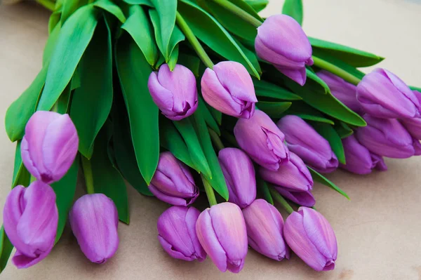 Cena Primavera Campo Tulipas Agronegócio Estufa Mudas Primavera — Fotografia de Stock