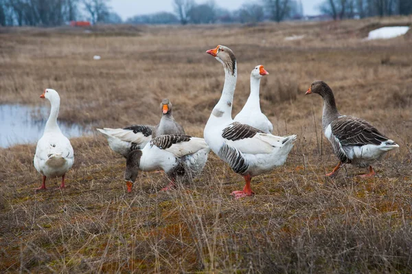 Beautiful Geese Autumn River — Stock Photo, Image