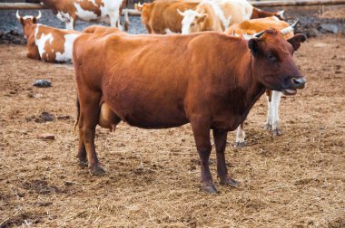 Çiftlikteki inekler. Süt inekleri. Yuvalanmış