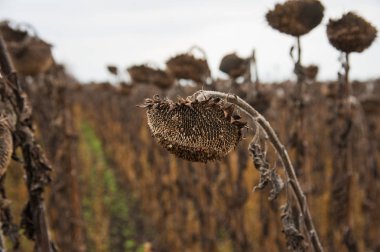 Sonbahar alanındaki Vintage solmuş ayçiçeği