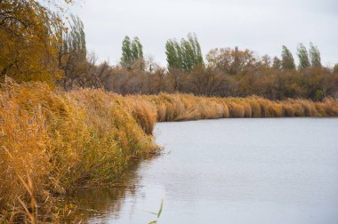 Altın sonbahar sazlıkları. Parlak kabarcıklar ve sazlıklar arkaplan