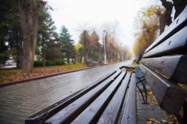 Sonbaharın sabahında şehir parkında yoğun sis ve renkli ağaçlar.