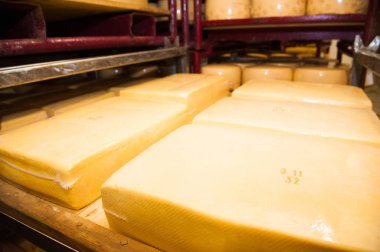 Endüstriyel sert peynir üretimi. Peynir çok lezzetli ve sağlıklı bir üründür.