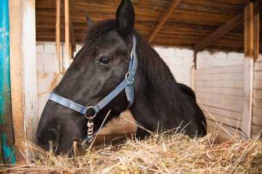 Ahırda bir at portresi