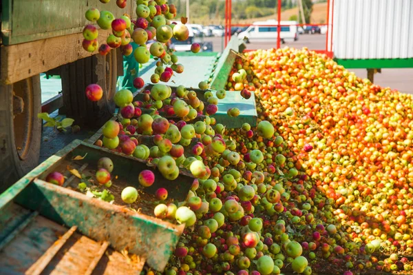 Ripe apples being processed and transported in an industrial production facility. Food industry. Textured background.