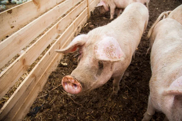 Domestic pigs. Pigs on a farm in the village