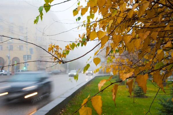 Dichter Nebel Und Bunte Bäume Stadtpark Morgen Des Herbstes — Stockfoto