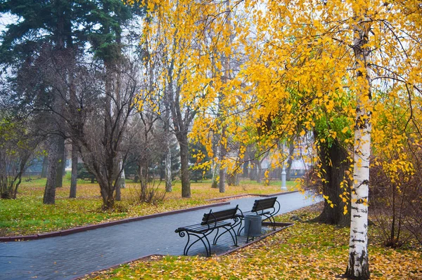 Gruba Mgła Kolorowe Drzewa Parku Miejskim Rano Jesienią — Zdjęcie stockowe