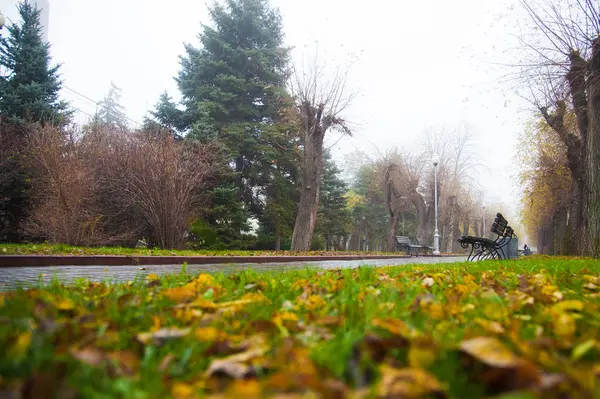 Dichter Nebel Und Bunte Bäume Stadtpark Morgen Des Herbstes — Stockfoto