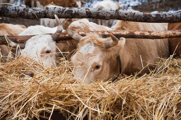 Vacas Uma Fazenda Inverno Agricultura — Fotografia de Stock