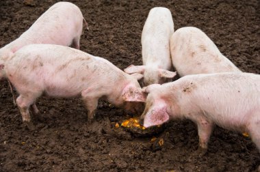 Evcil domuzlar. Köydeki bir çiftlikte domuzlar