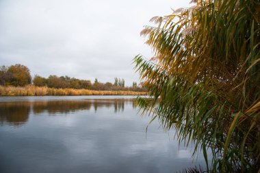 Altın sonbahar sazlıkları. Parlak kabarcıklar ve sazlıklar arkaplan