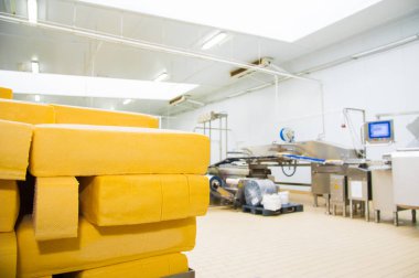 Endüstriyel sert peynir üretimi. Peynir çok lezzetli ve sağlıklı bir üründür.