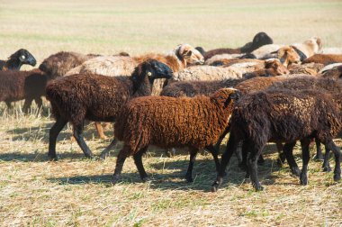 Çayırdaki koyun sürüsü. Koyun koşusu