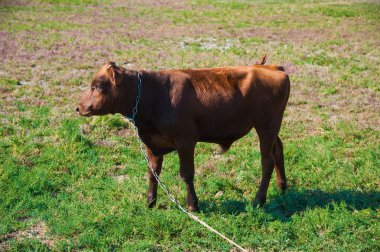 Çiftlikteki inekler. Süt inekleri. Yuvalanmış
