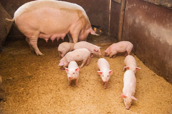 Cerdos Domésticos Cerdos Una Granja Pueblo — Foto de Stock