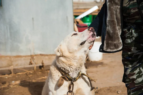 Central Asian Shepherd Dog Portrait Background — Stock Photo, Image