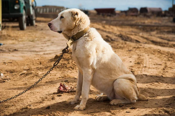 Central Asian Shepherd Dog Portrait Background — Stock Photo, Image