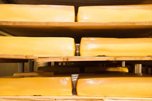 Industrial production of hard cheeses. Cheese is very tasty and healthy product