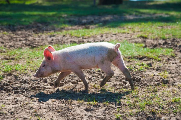 Pig Farm Pigs Field Pig Running Green Meadow — Stock Photo, Image
