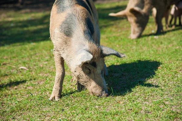 猪在田里 猪在绿色的草地上奔跑 — 图库照片