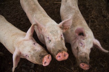 Evcil domuzlar. Köydeki bir çiftlikte domuzlar