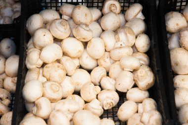Süpermarkette kutularda çiğ şampiyon mantarları