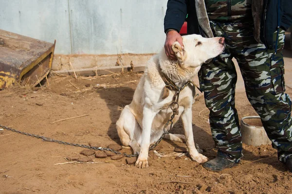 Central Asian Shepherd Dog Portrait Background — Stock Photo, Image