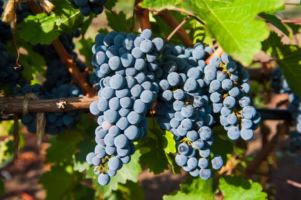 Viñedos Atardecer Cosecha Otoño Uvas Maduras Temporada Otoño Primer Plano — Foto de Stock