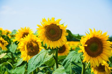 Bulutlu mavi gökyüzü ve parlak güneş ışıkları üzerinde ayçiçeği tarlası