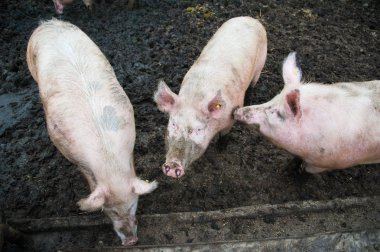 Evcil domuzlar. Köydeki bir çiftlikte domuzlar