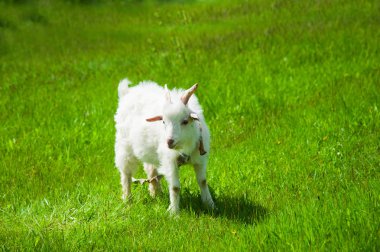 Beyaz keçi bir yaz günü tarlada otluyor.